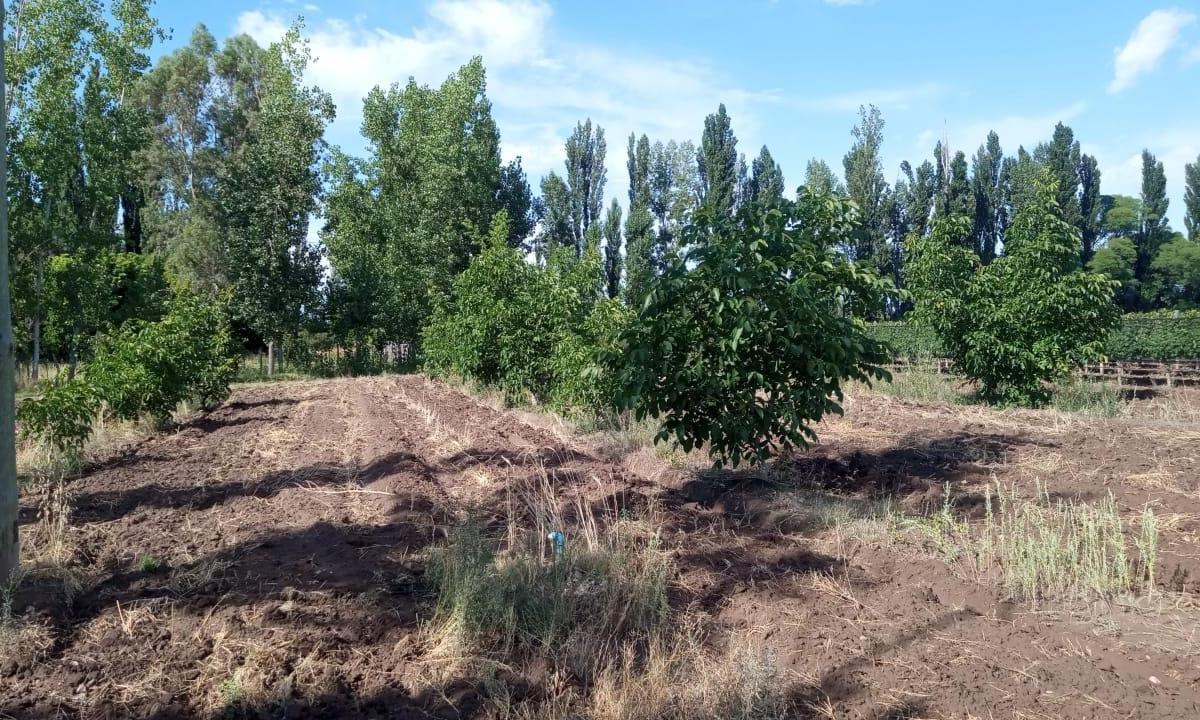 Finca Productiva en San Rafael, Mendoza 1