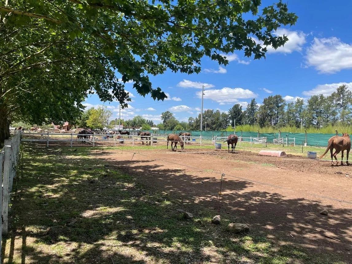 Foto de Venta lote central Haras del Sol, imagen 5