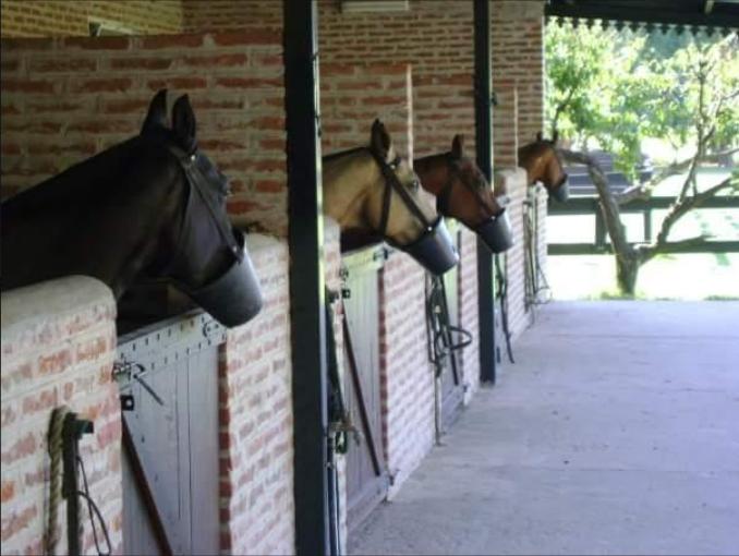 Foto de Chacra de polo para cría y guarda de caballos, imagen 4