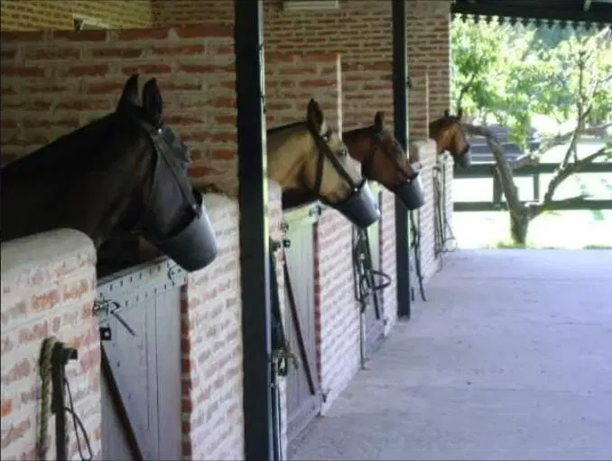Chacra de polo para cría y guarda de caballos 4