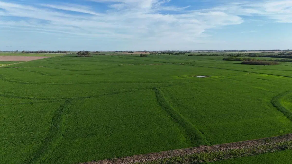 Campo agricola en venta en Capitan Sarmiento. 340 has 5