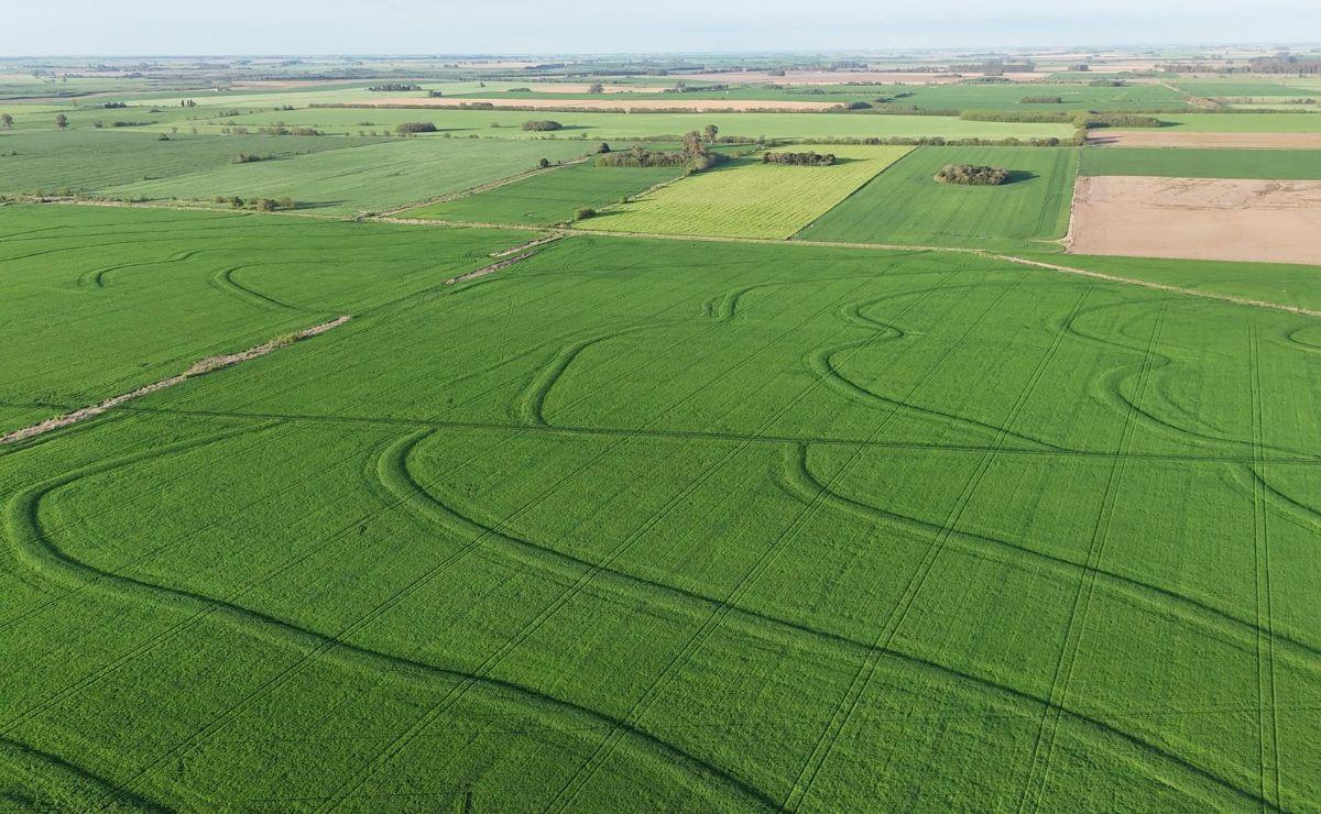 Campo agricola en venta en Capitan Sarmiento. 340 has