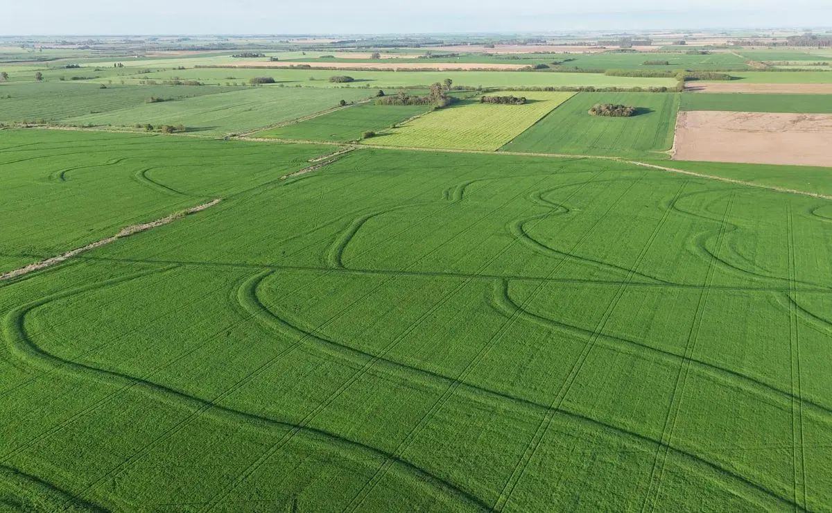 Campo agricola en venta en Capitan Sarmiento. 340 has 3