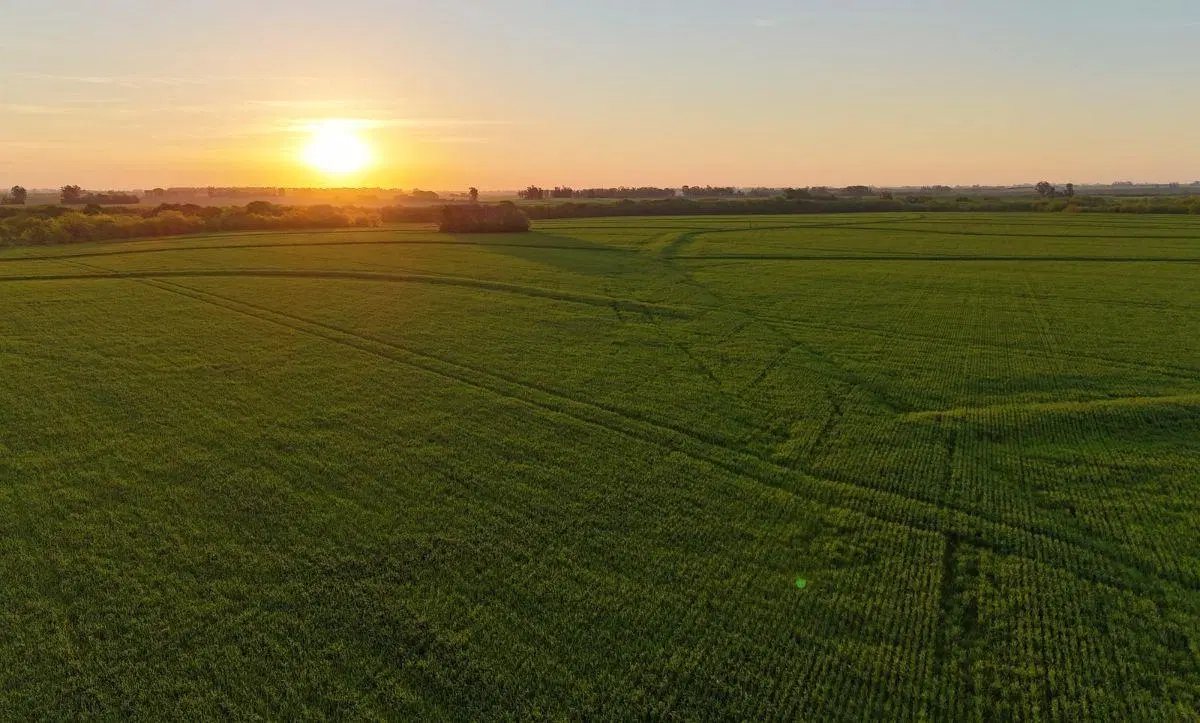 Campo agricola en venta en Capitan Sarmiento. 340 has 1