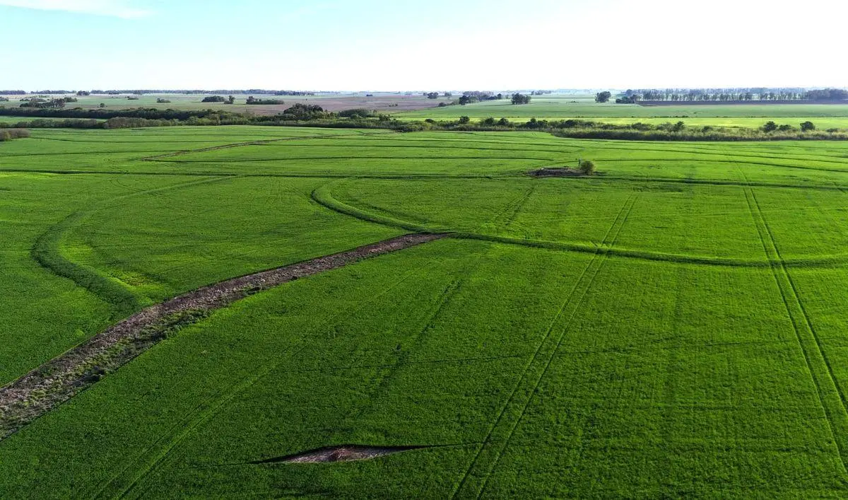 Campo agricola en venta en Capitan Sarmiento. 340 has 2