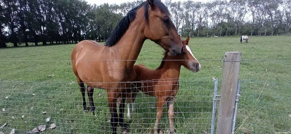 VENTA CAMPO EN CARDALES 4