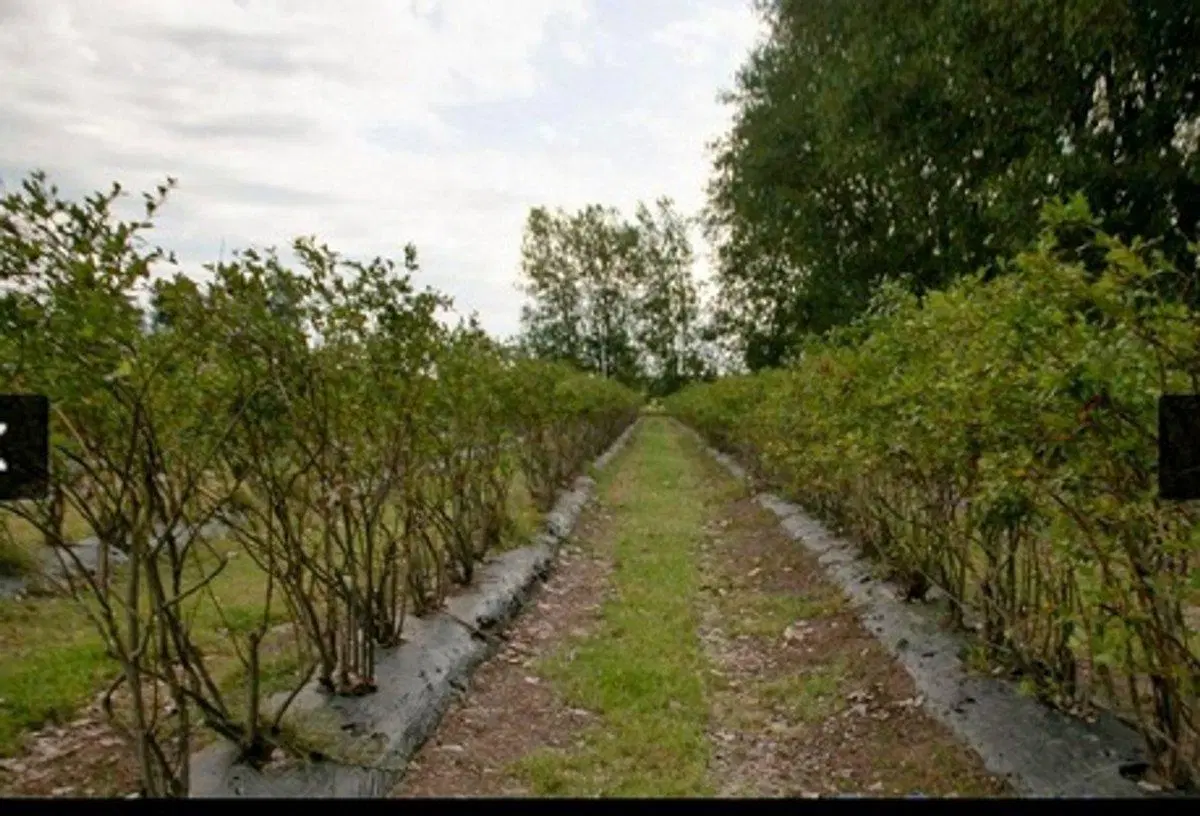 VENTA CAMPO EN CARDALES 8