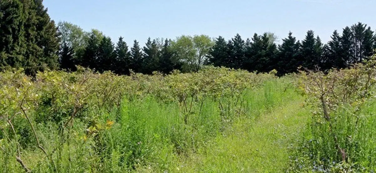 VENTA CAMPO EN CARDALES 3