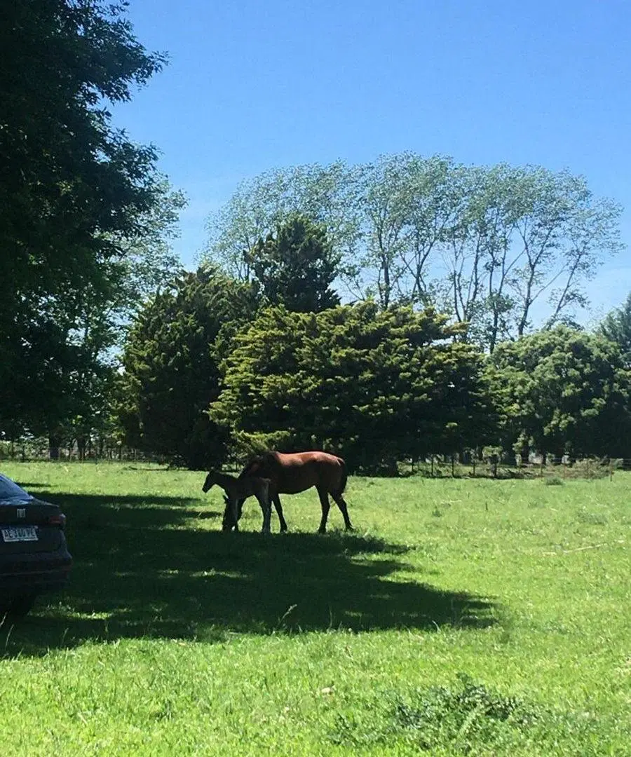 Venta Terreno 1,3 Has Con Financiación C.de Areco 5