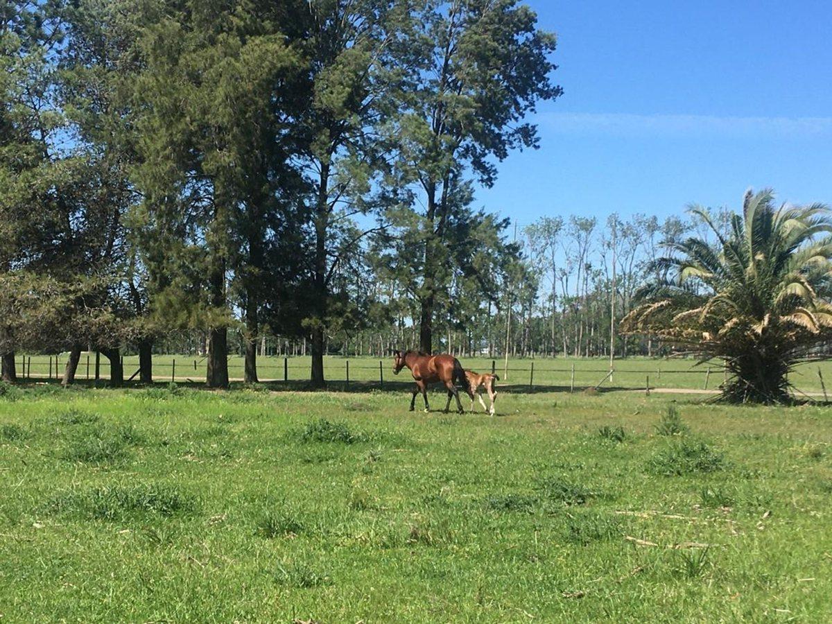 Foto de Venta Terreno 1,3 Has Con Financiación C.de Areco, imagen 5