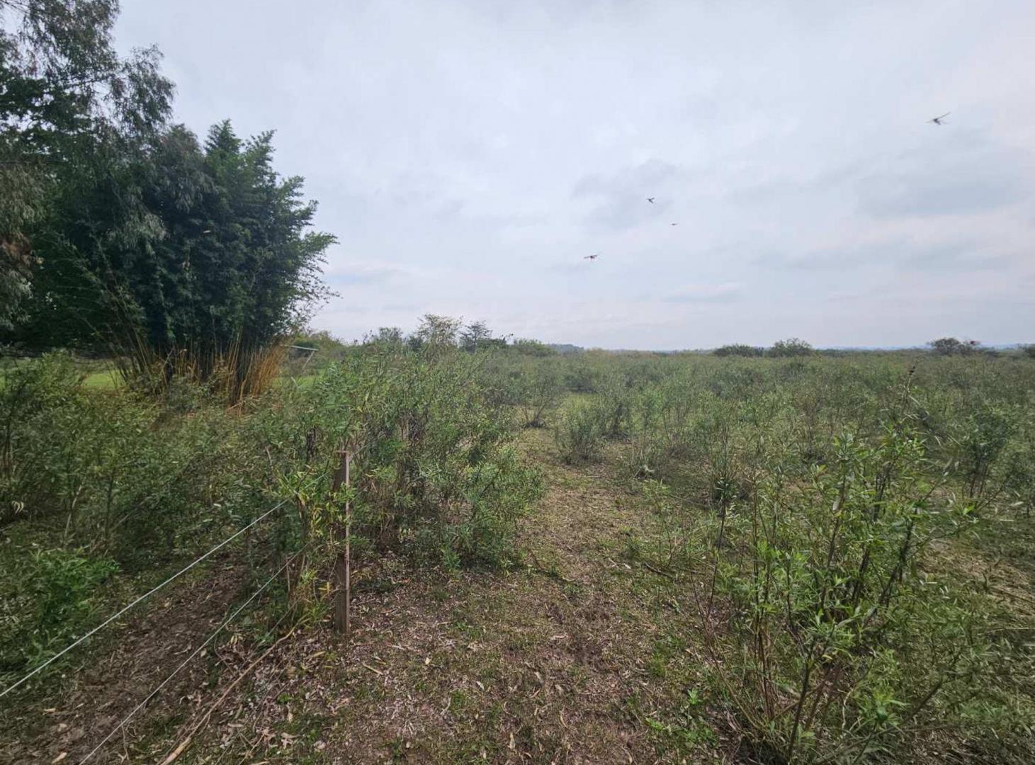 Foto de venta terreno ZELAYA, PILAR, MEDIA HÉCTAREA, imagen 2