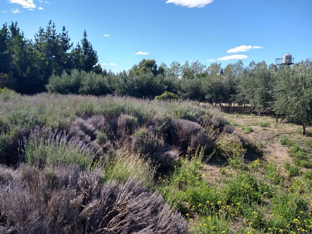 Terrenos/fracciones/loteos - Loteos - Puerto Madryn 4