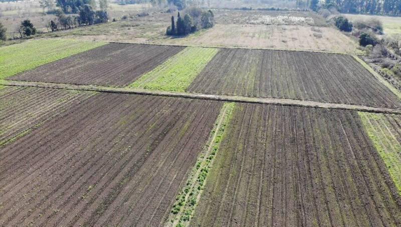 Foto de Venta Campo Pilar, imagen 2