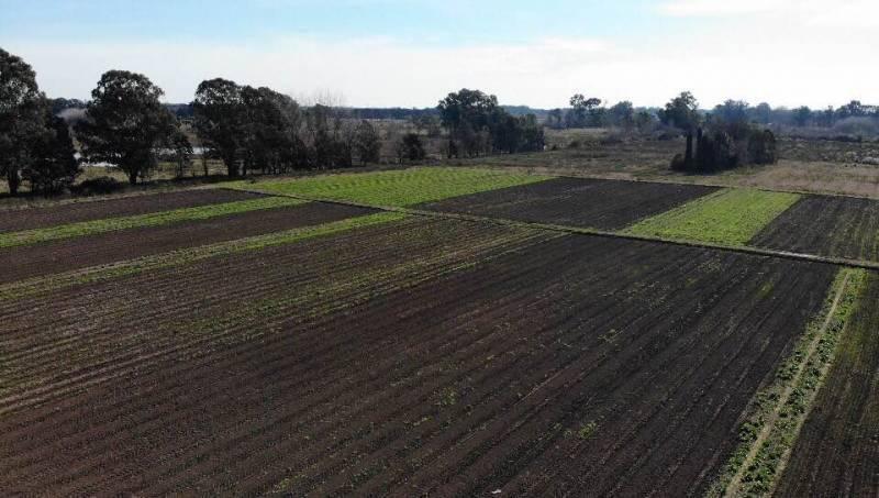 Foto de Venta Campo Pilar, imagen 3