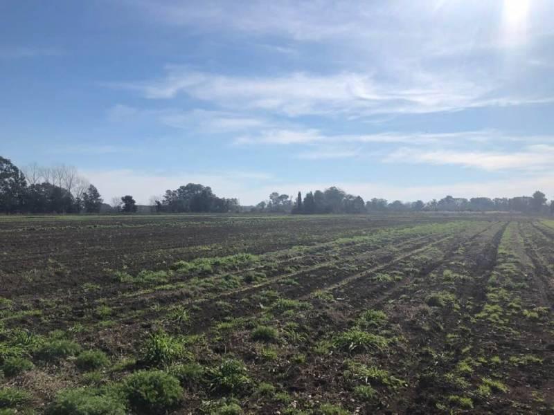 Foto de Venta Campo Pilar, imagen 4