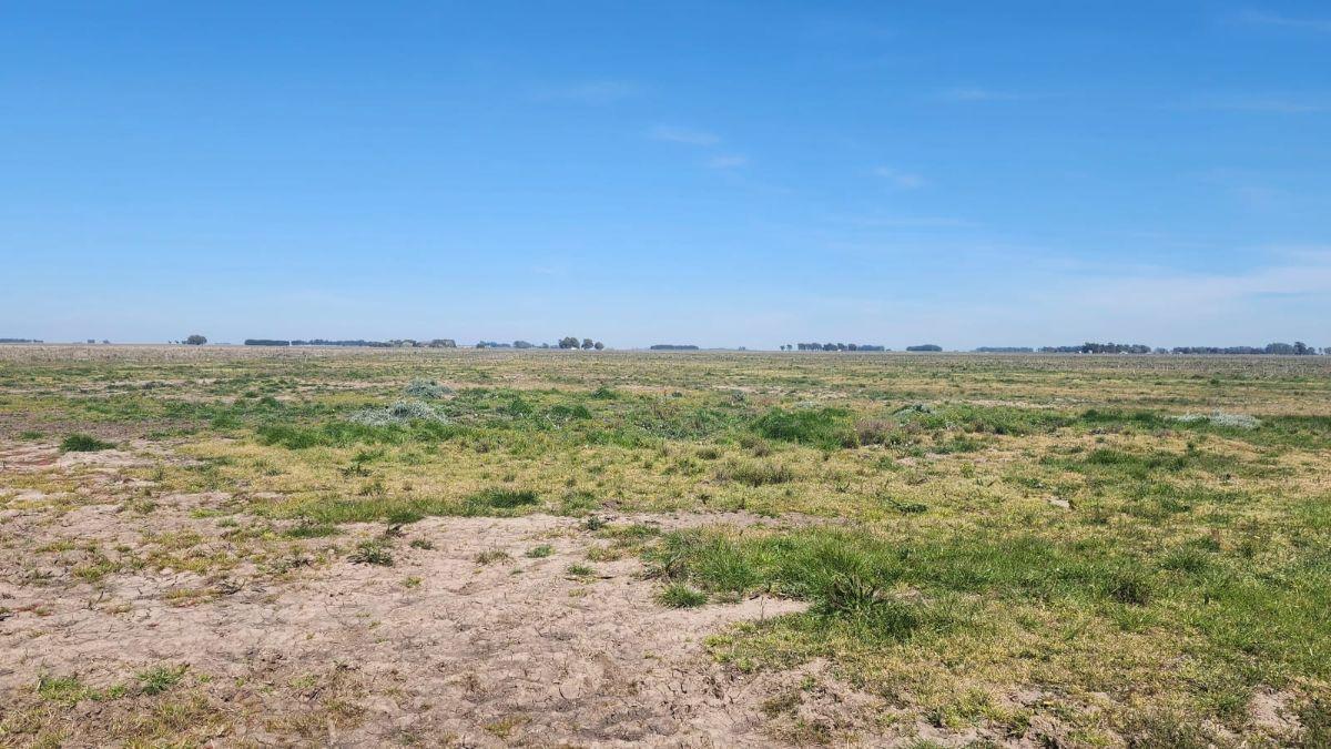 Foto de CAMPO MIXTO DE 480 HECTÁREAS EN VENTA – BENITO JUÁREZ, BUENOS AIRES, imagen 5