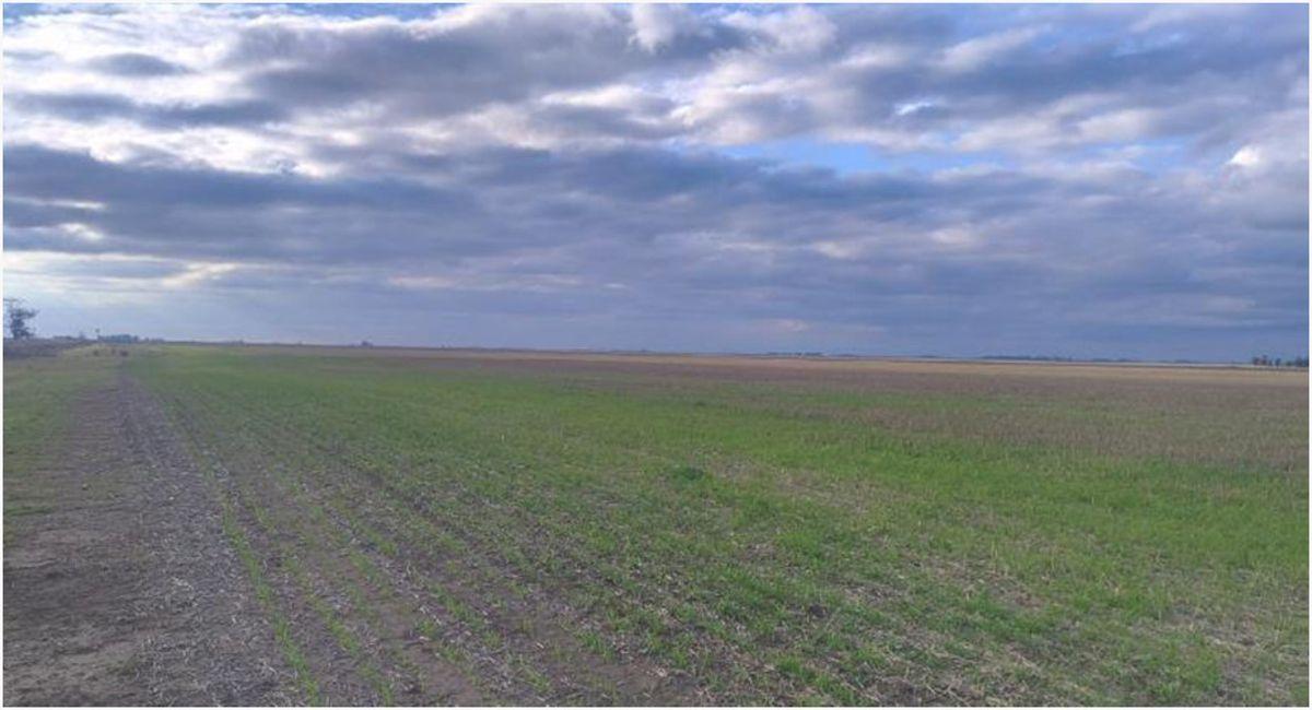 Foto de CAMPO AGRÍCOLA-GANADERO DE 644 HA EN SAN CAYETANO | EXCELENTE UBICACIÓN, imagen 1