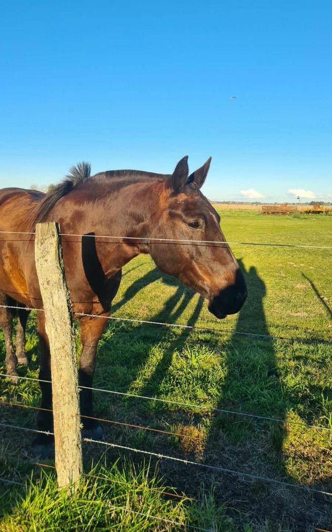 Foto de Campo mixto 392hras con posibilidad venta tranquera cerrada, imagen 3