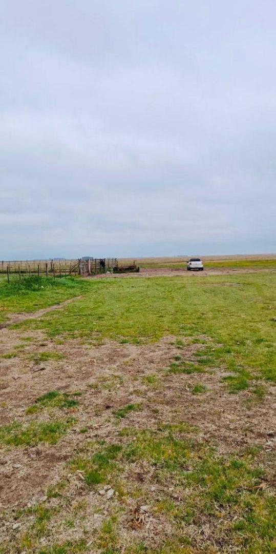 Foto de ALQUILER: EXCELENTE CAMPO GANADERO DE 1.000 HA EN LAS FLORES | COSTA DE, imagen 3