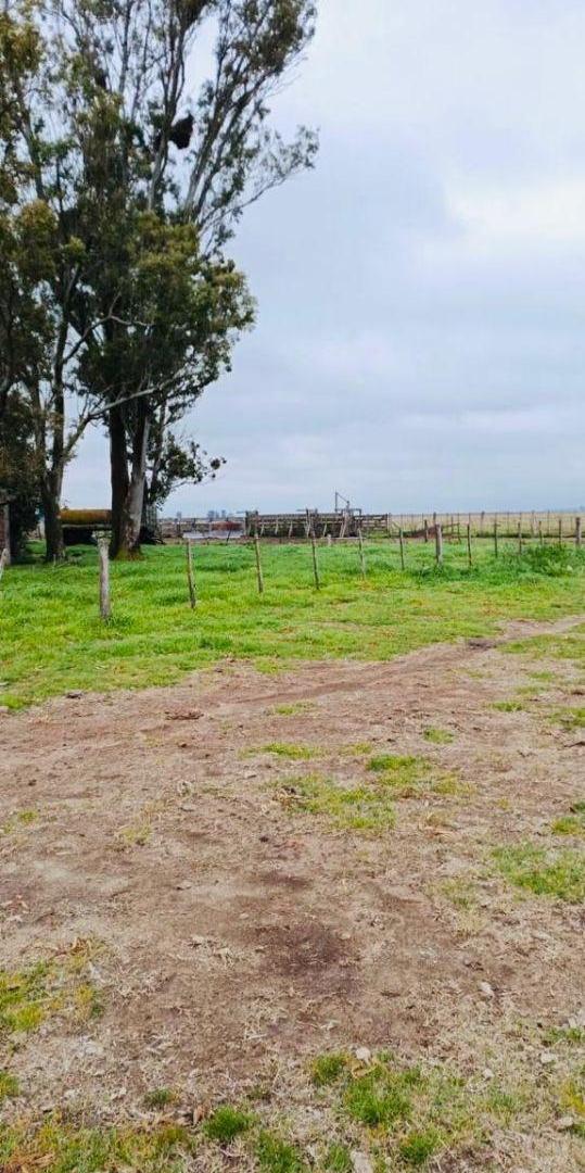 Foto de ALQUILER: EXCELENTE CAMPO GANADERO DE 1.000 HA EN LAS FLORES | COSTA DE, imagen 2