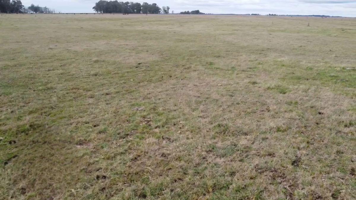 Foto de EXCELENTE CAMPO GANADERO DE 500 HA EN LAPRIDA | FINANCIACIÓN PROPIA Y, imagen 5