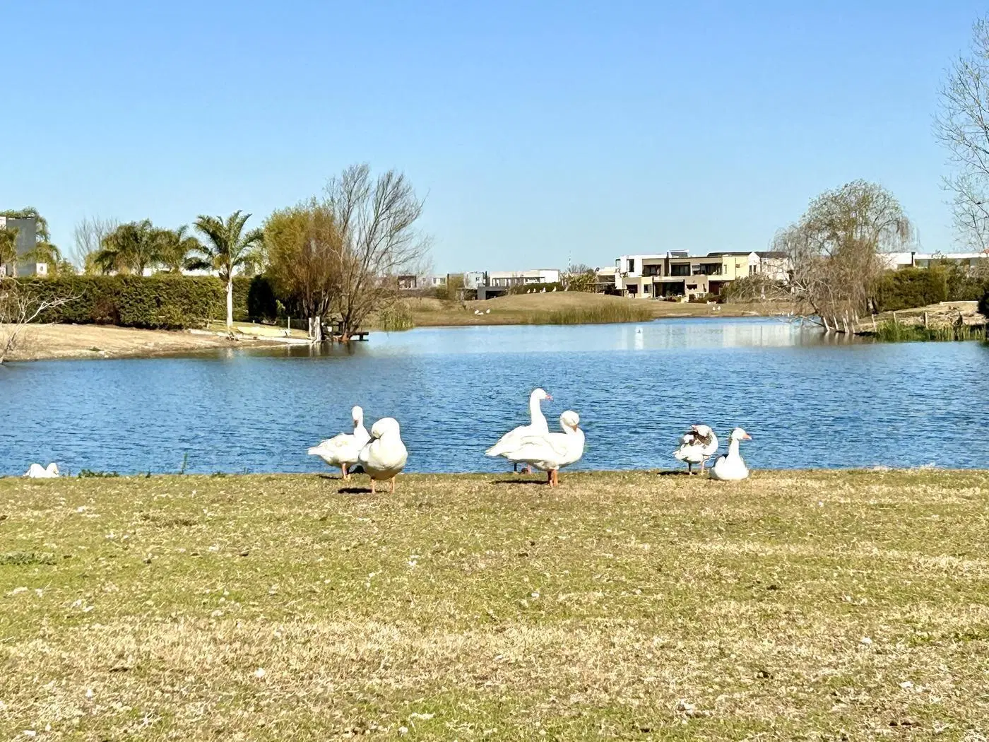 Casa en alquiler al lago, una planta, jardín, pileta y gran espejo de agua 8