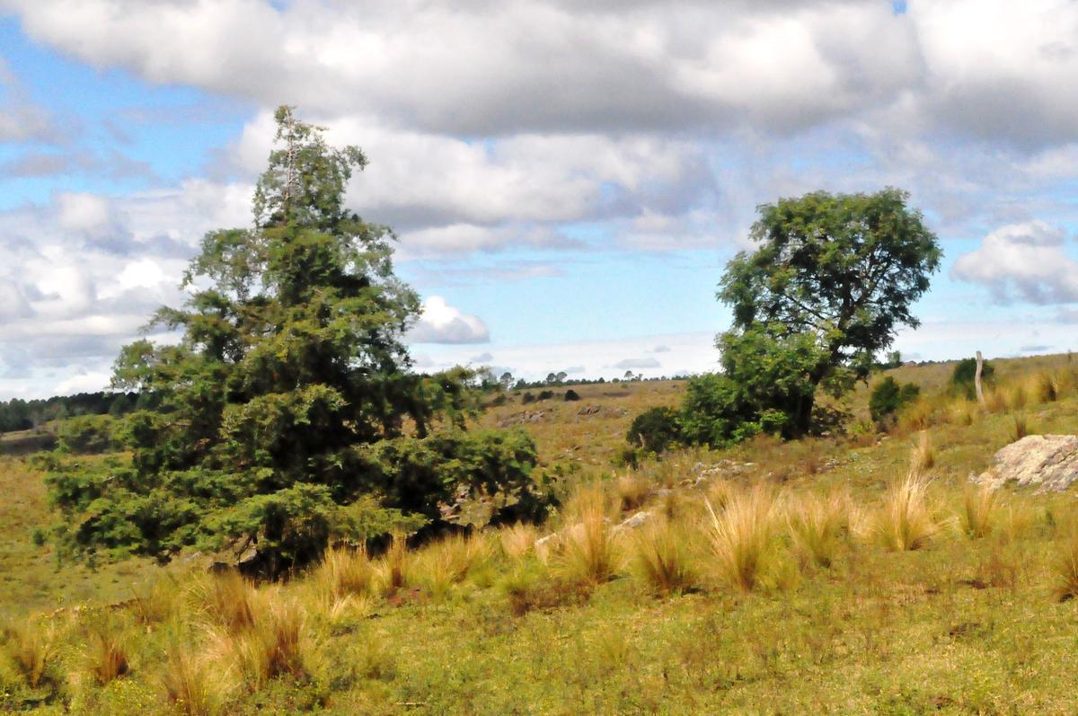 Cba - Yacanto Cal - Lote 2,6ha - Sobre Rs273 - 19 Lotes - Inc Viñed/restó - Vta Pan V de Calam - Sin Exp - Escrit 2