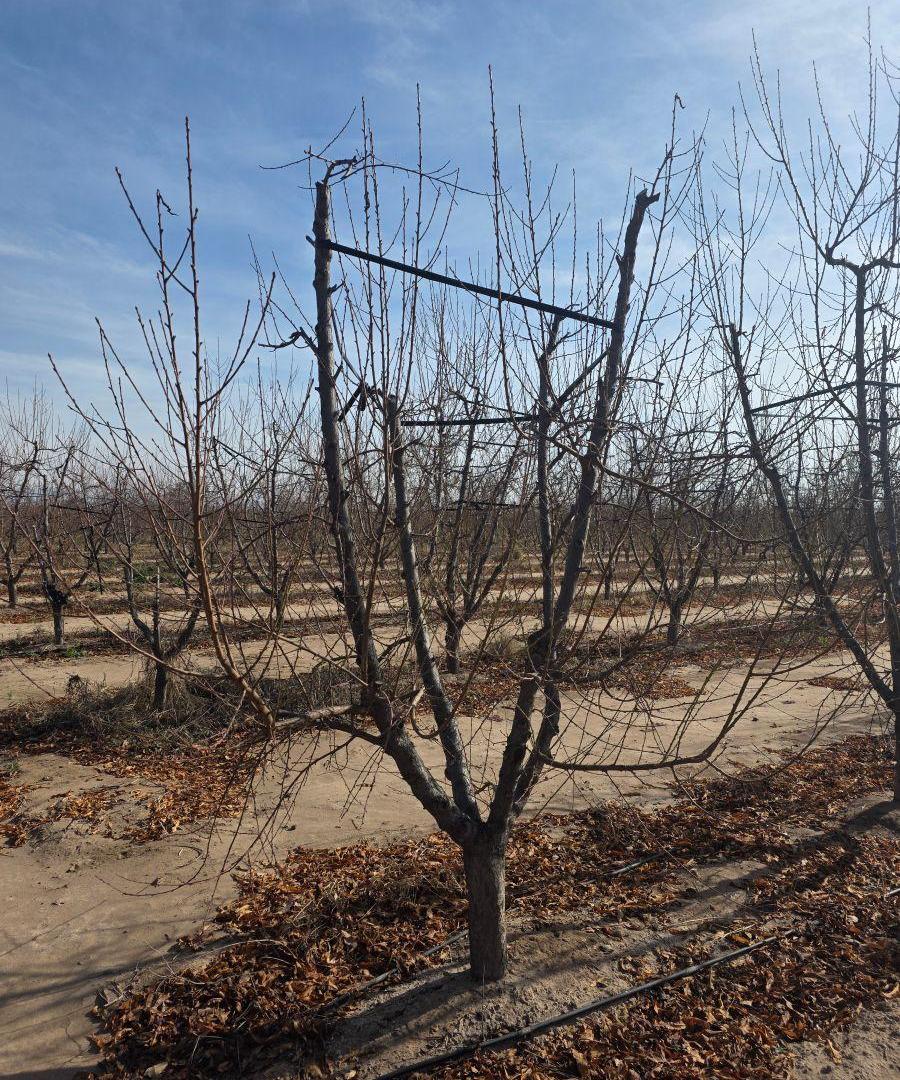 Foto de Se venden fincas de durazno y olivos, imagen 5