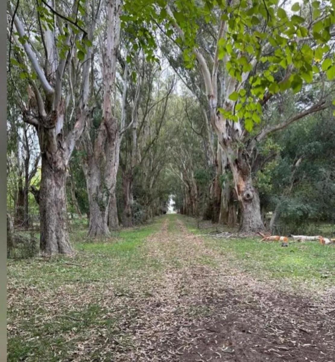 Foto de Venta Campo 78 has Brandsen Casa Colonial 900m2 Pileta Silos Corrales, imagen 4