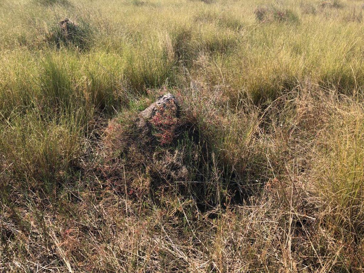 Foto de Campo de 808 Has en Venta en Santa Fe Ganadero Sobre Ruta 2 Pavimento, imagen 3