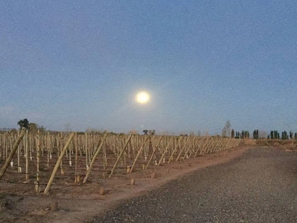 VENTA O ALQUILER DE BODEGA PREMIUM EN MENDOZA 35.000m2 3