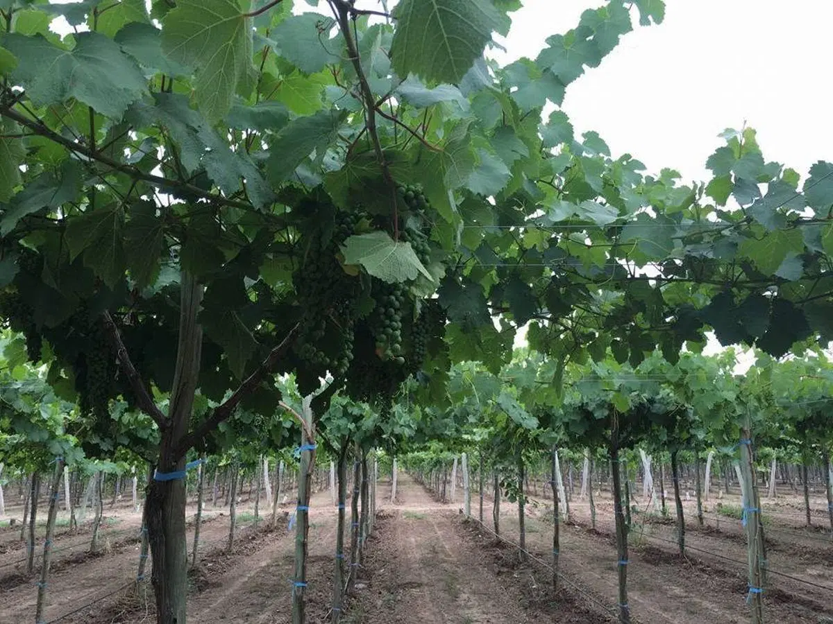 VENTA O ALQUILER DE BODEGA PREMIUM EN MENDOZA 35.000m2 7