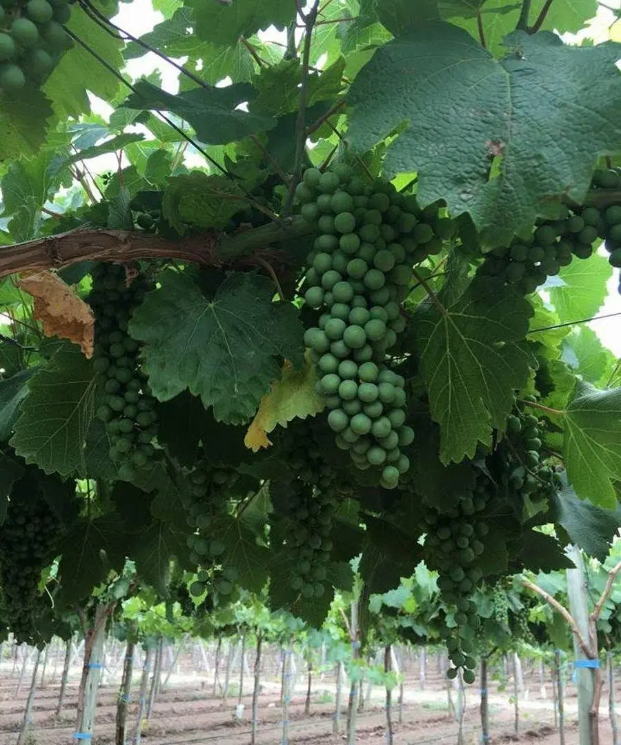 VENTA O ALQUILER DE BODEGA PREMIUM EN MENDOZA 35.000m2 5