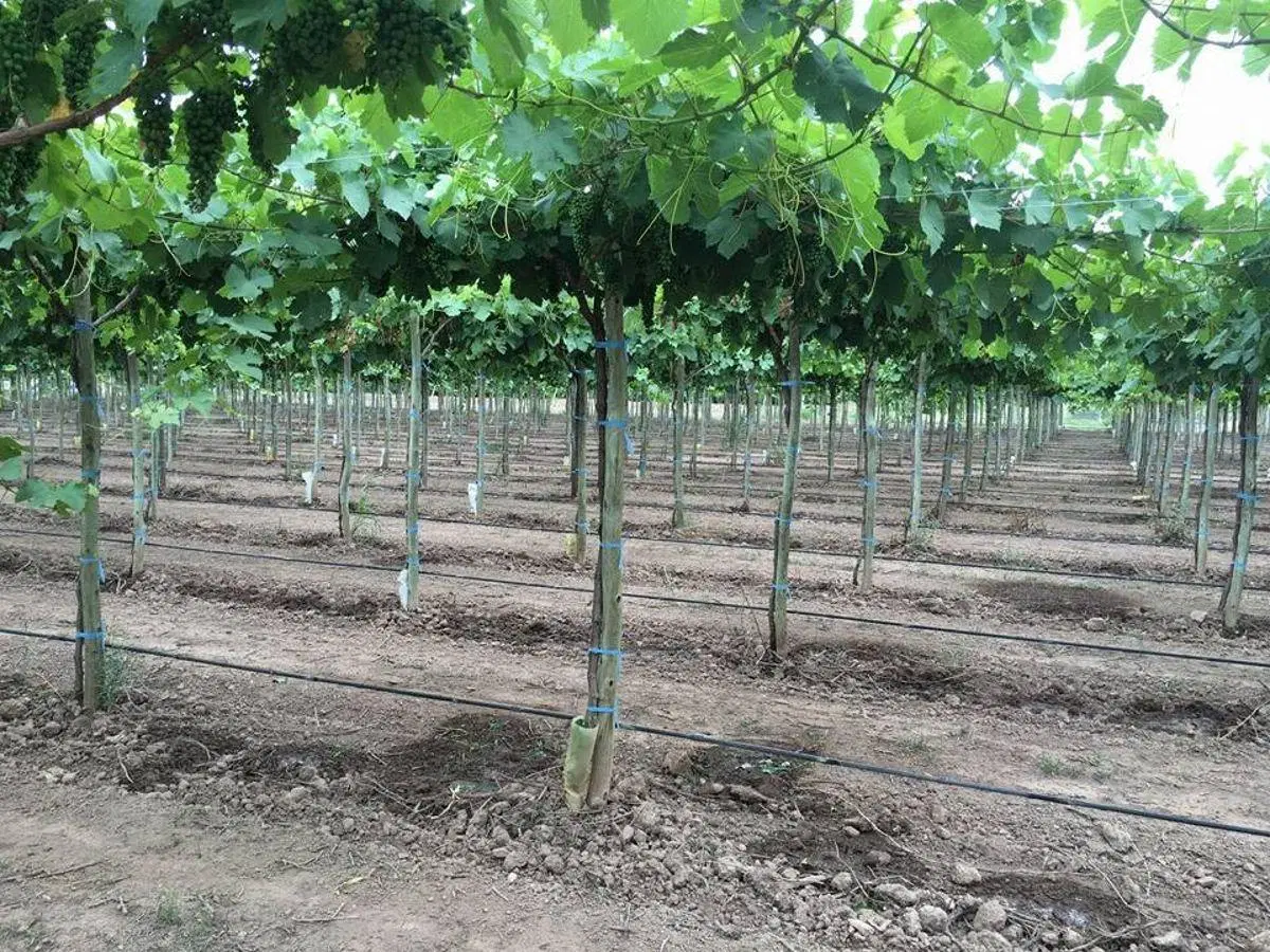 VENTA O ALQUILER DE BODEGA PREMIUM EN MENDOZA 35.000m2 4