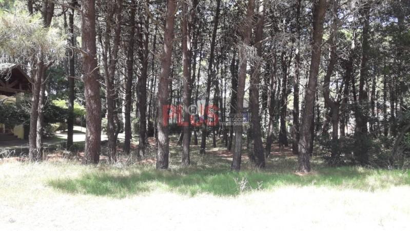 Foto de Excelente lote arbolado a nivel frente al Tennis Ranch Pinamar, imagen 2