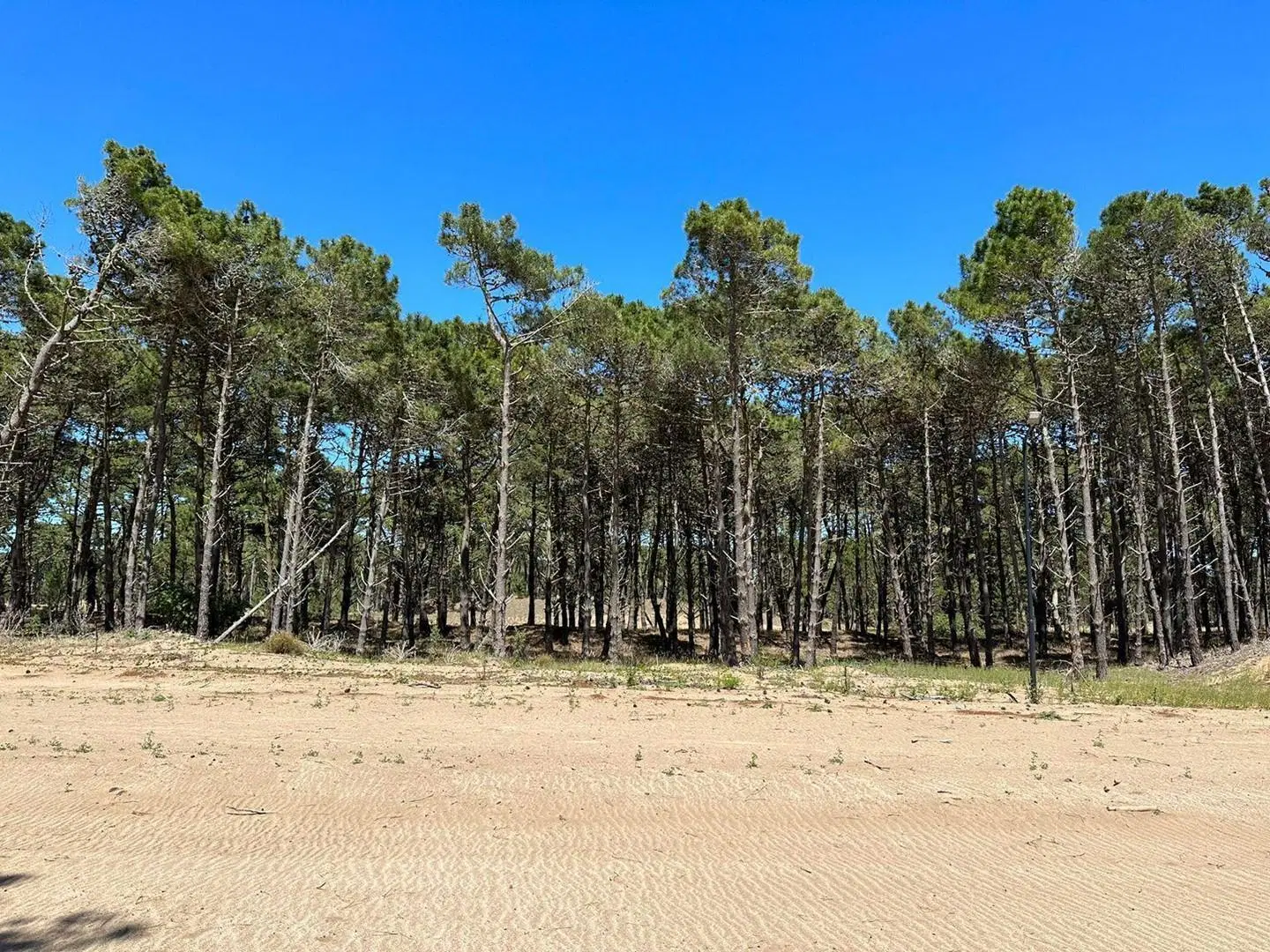 Terreno Lote  en Venta en Pinamar, Costa Atlántica, Buenos Aires 3