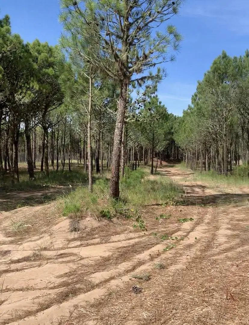 Venta Lote Cul De Sac en Bosques Pinamar 1