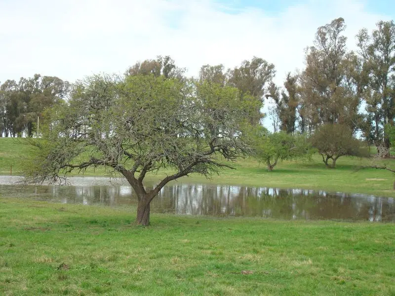 VENTA CHACRA DEL RINCON - Santa Fe, Iriondo, Oliveros 2
