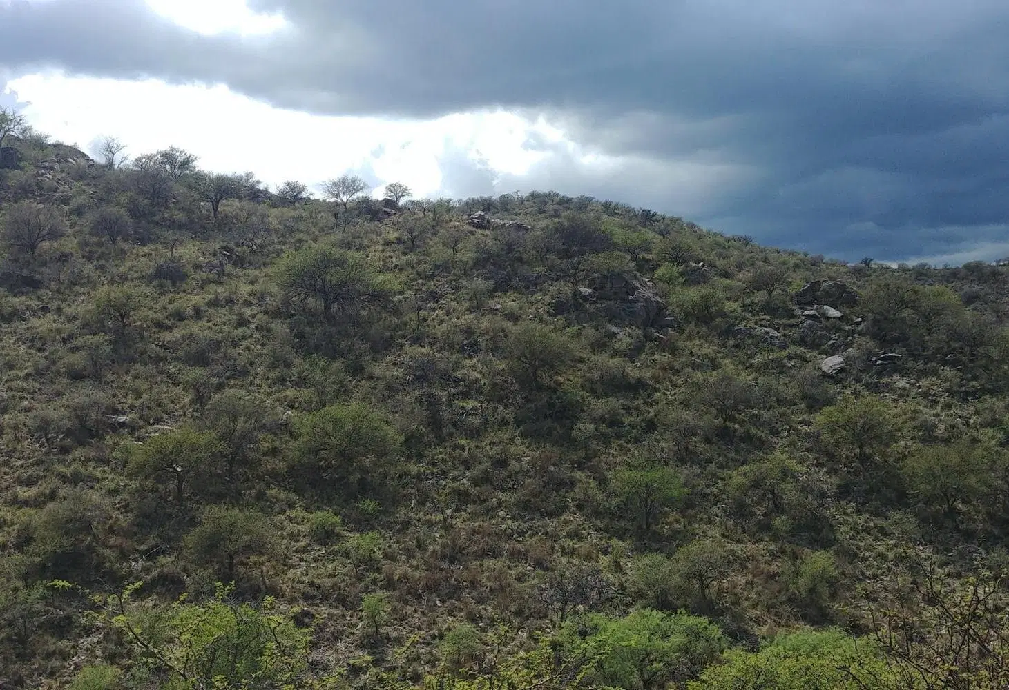SAN FRANCISCO DEL MONTE DE ORO 2