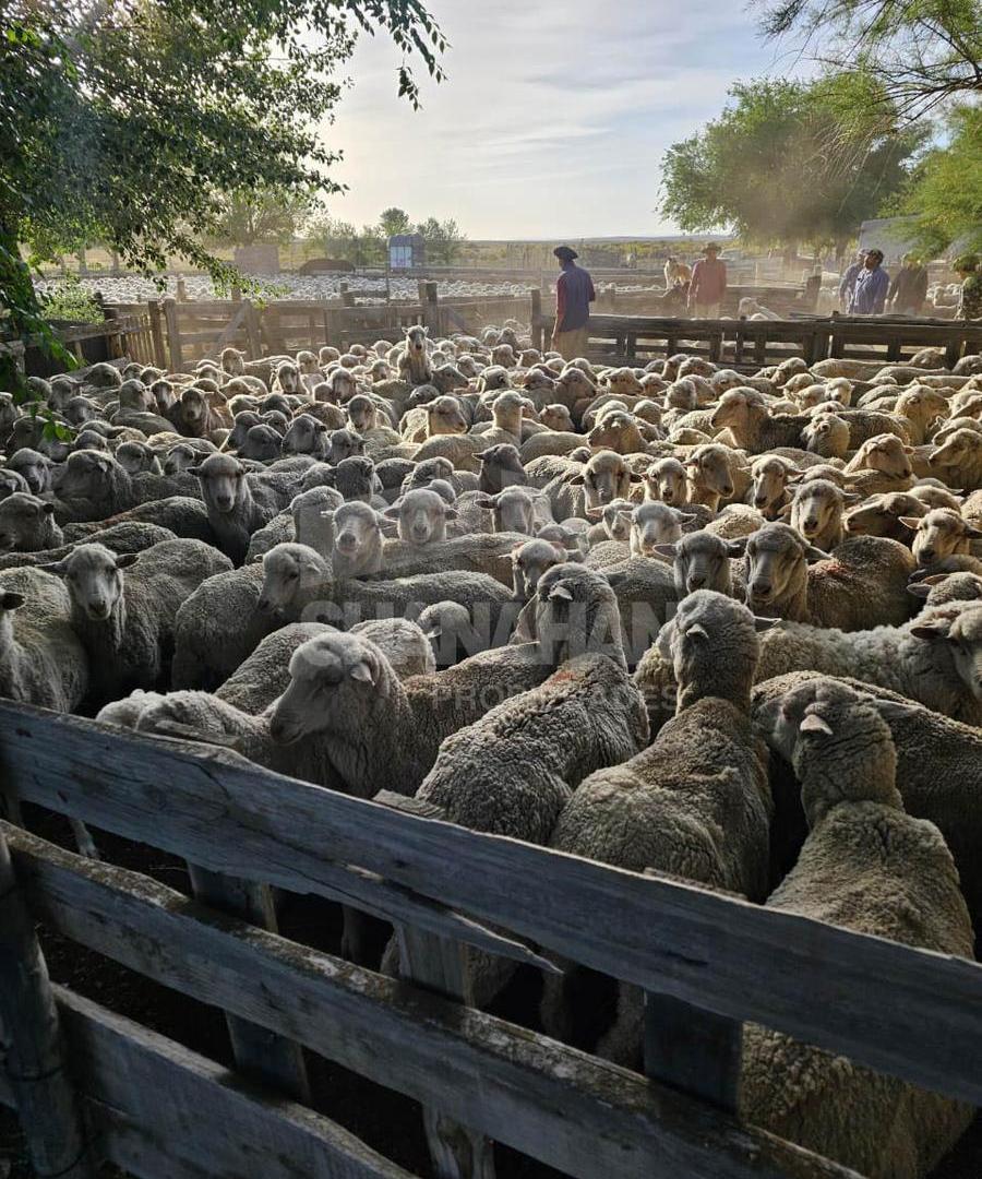 Foto de Venta campo en Ing. Jacobacci - Río Negro, imagen 1