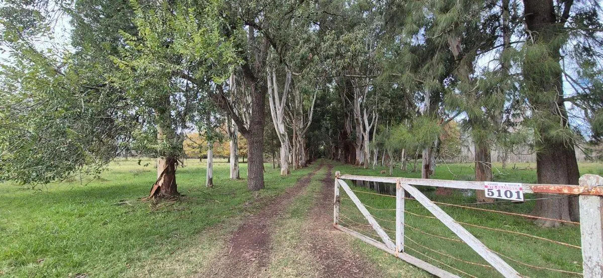 VENTA ESTANCIA LA FRANCESA BRANDSEN/CAMPO MIXTO 2