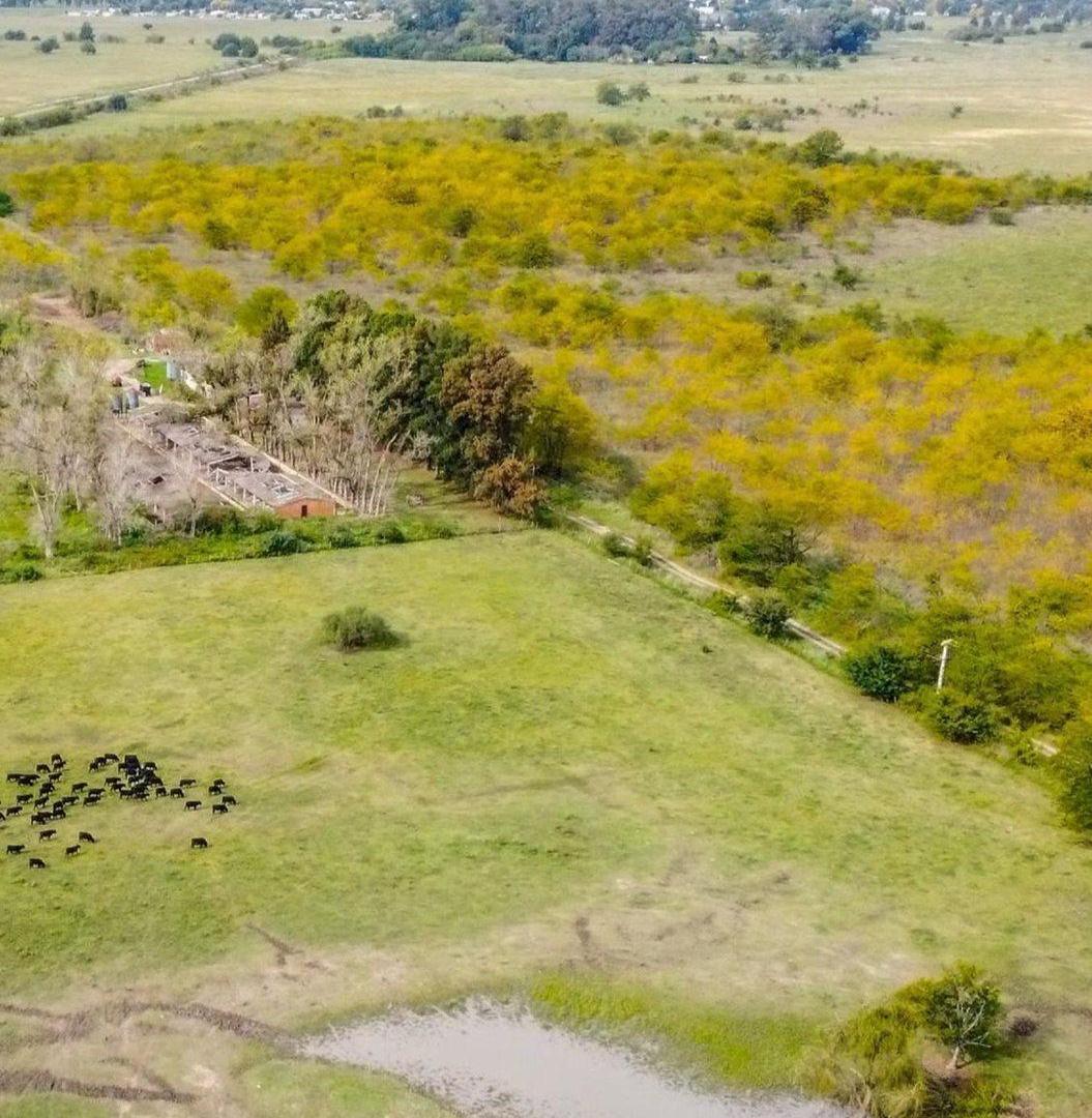 Foto de VENTA ESTANCIA LA FRANCESA BRANDSEN/CAMPO MIXTO, imagen 2
