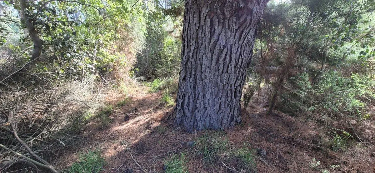 Venta de Lote Av Campanario Peninsula, Bariloche 4