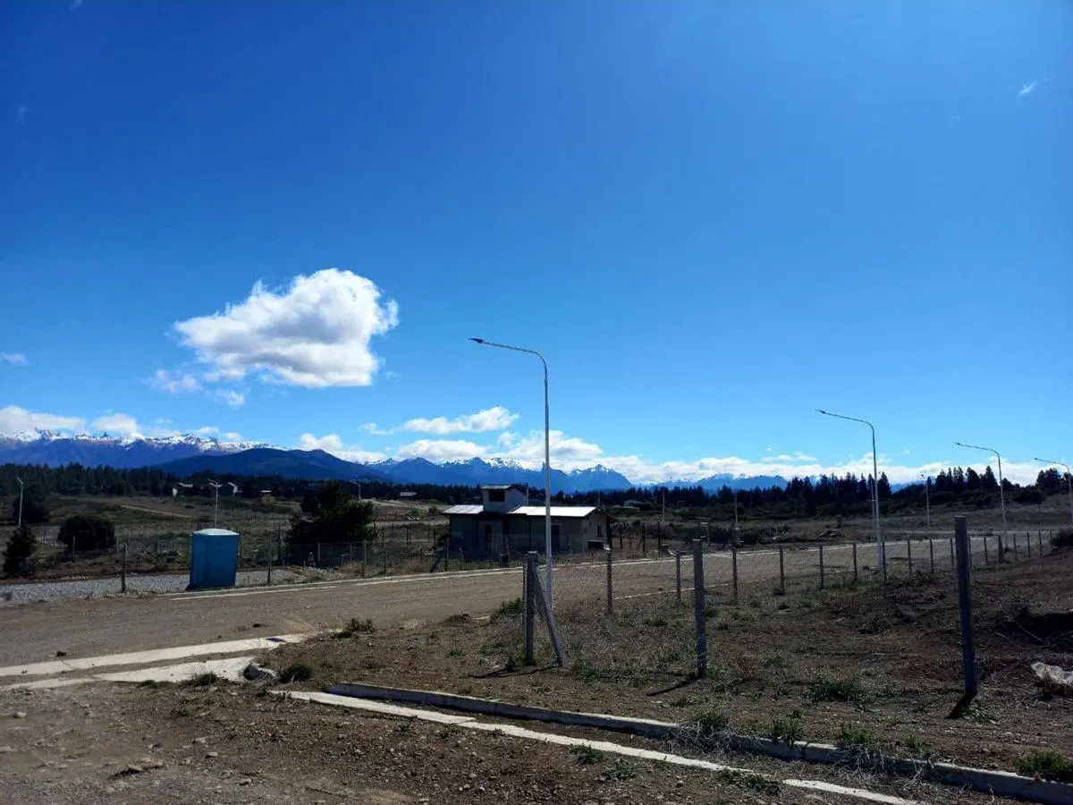 Venta Coirones al MEJOR precio del mercado 3