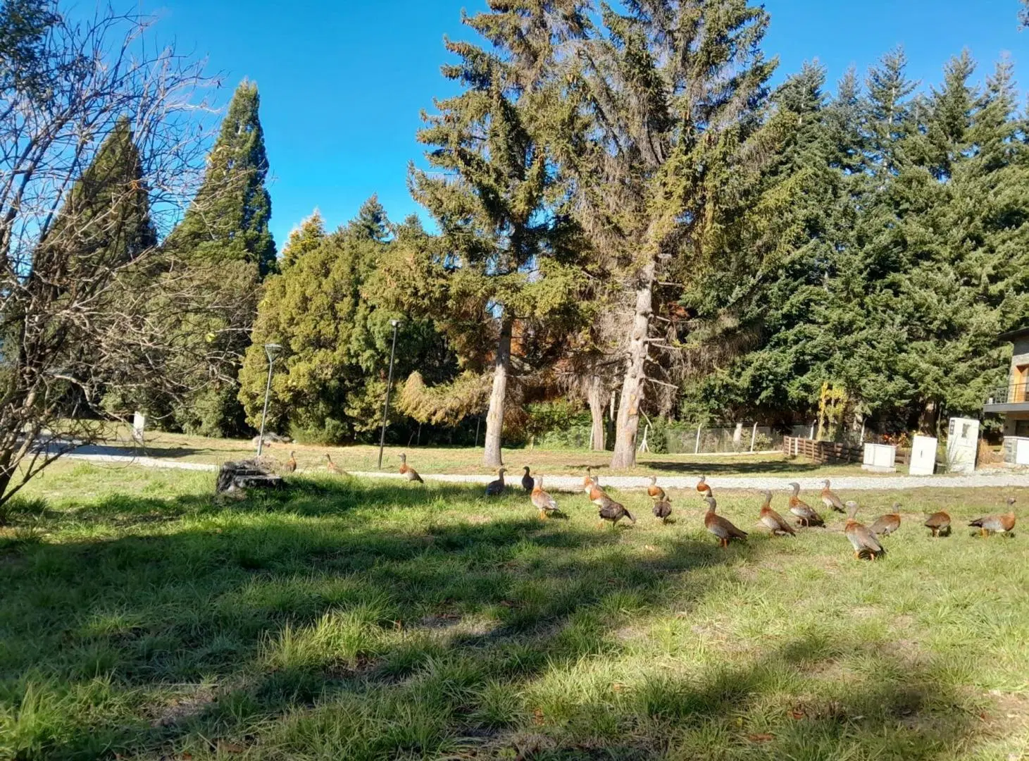 VENTA LOTE EN Bº CERRADO-COSTA DE LAGO - BARILOCHE 4