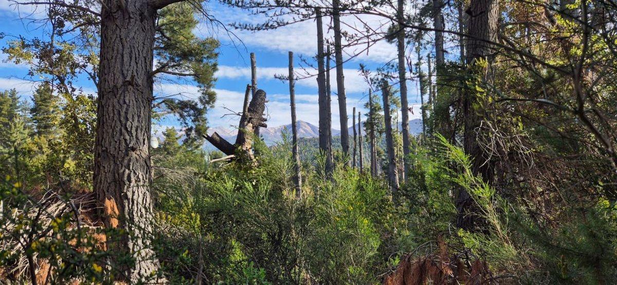 Foto de Venta de Lote Av Campanario Peninsula, Bariloche, imagen 2