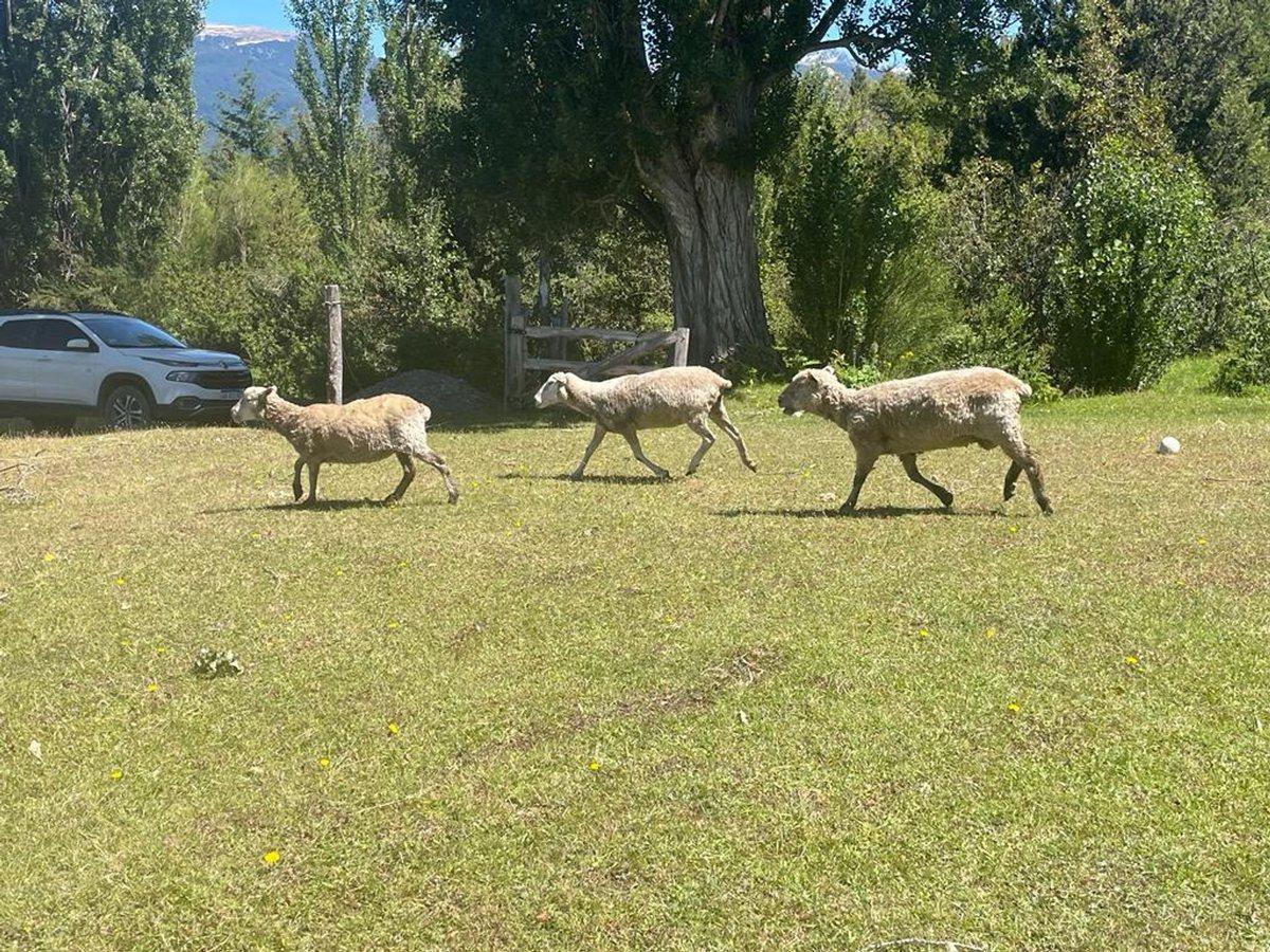 Foto de Chacra de 3 has. con Casa - PERMUTA menor valor, imagen 4