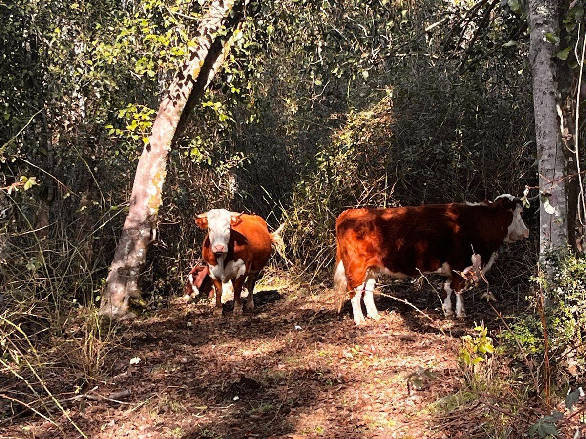 Foto de Campo en Venta en El Manso - 174 ha, imagen 3