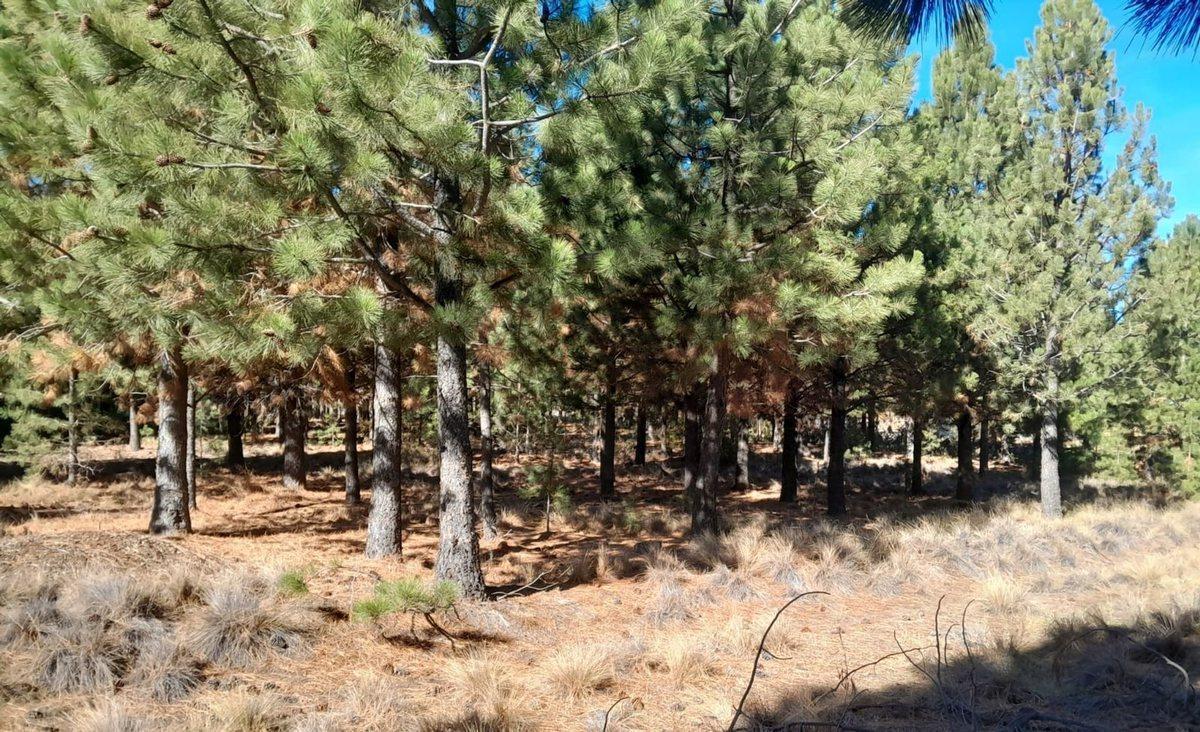 Foto de VENTA LOTE en Bº Girasoles del Limay Dina Huapi, imagen 5
