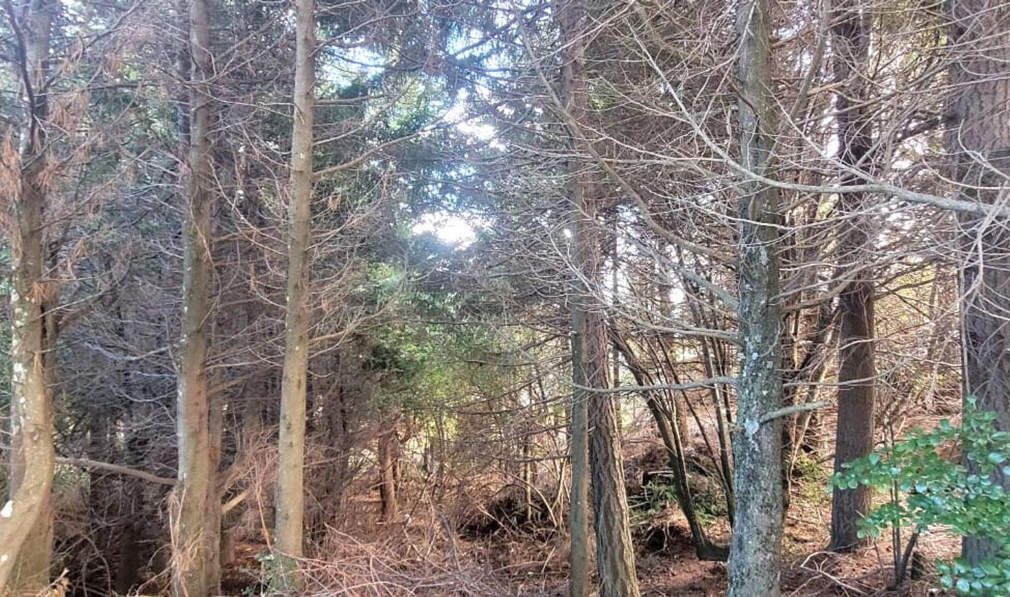 Foto de Lote en Venta – Llao Llao, Bariloche, imagen 4